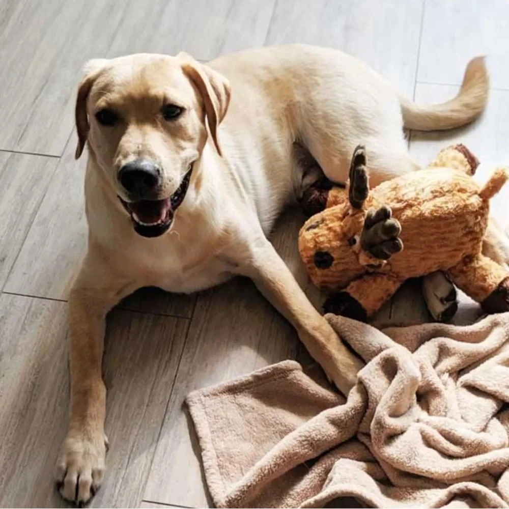 PATCHWORK PET COLLECTIONS SWIRL MOOSE SQUEAK TOY FOR DOGS 8 INCH